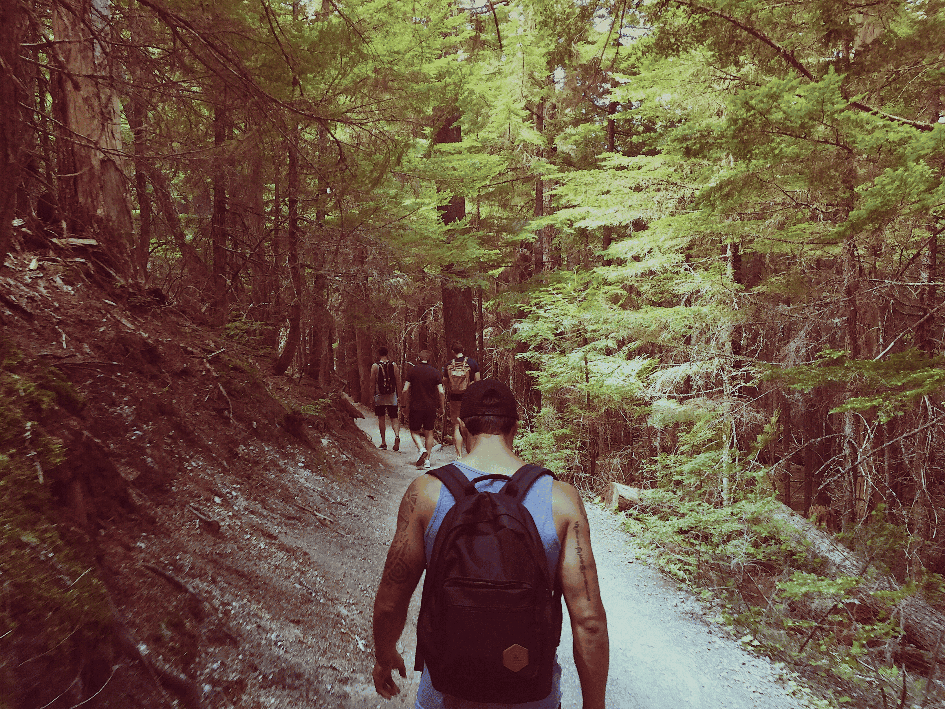 Hikers walking along a forest trail